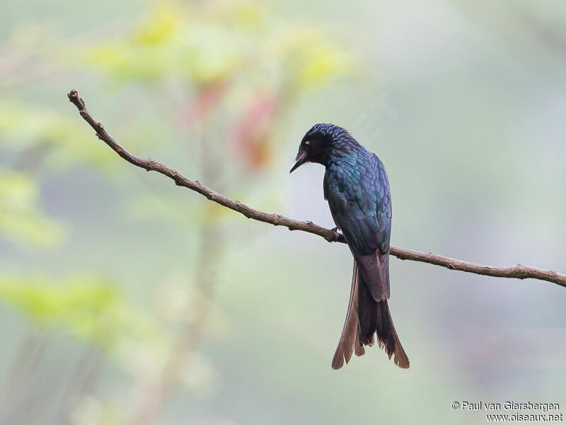 Drongo bronzé