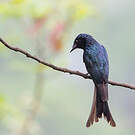 Drongo bronzé