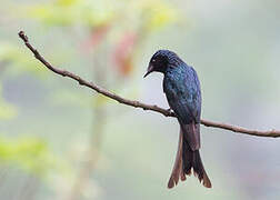 Drongo bronzé