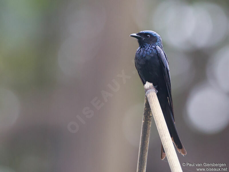 Drongo bronzé