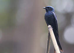 Drongo bronzé