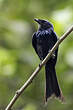 Drongo bronzé