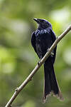 Drongo bronzé