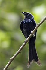 Drongo bronzé
