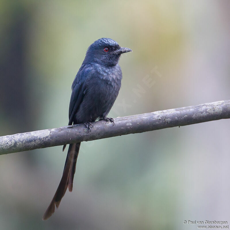 Drongo cendréadulte