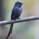 Drongo cendré