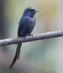 Drongo cendré