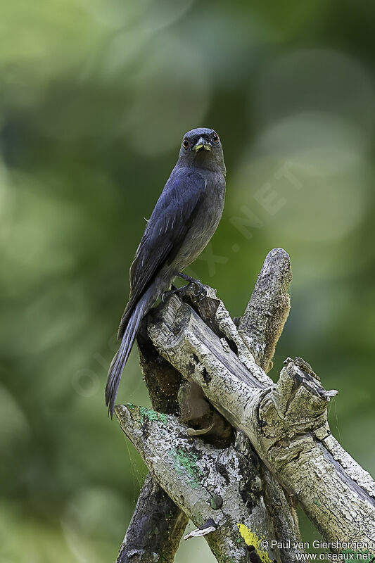 Drongo cendré