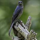 Drongo cendré