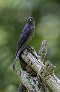 Ashy Drongo