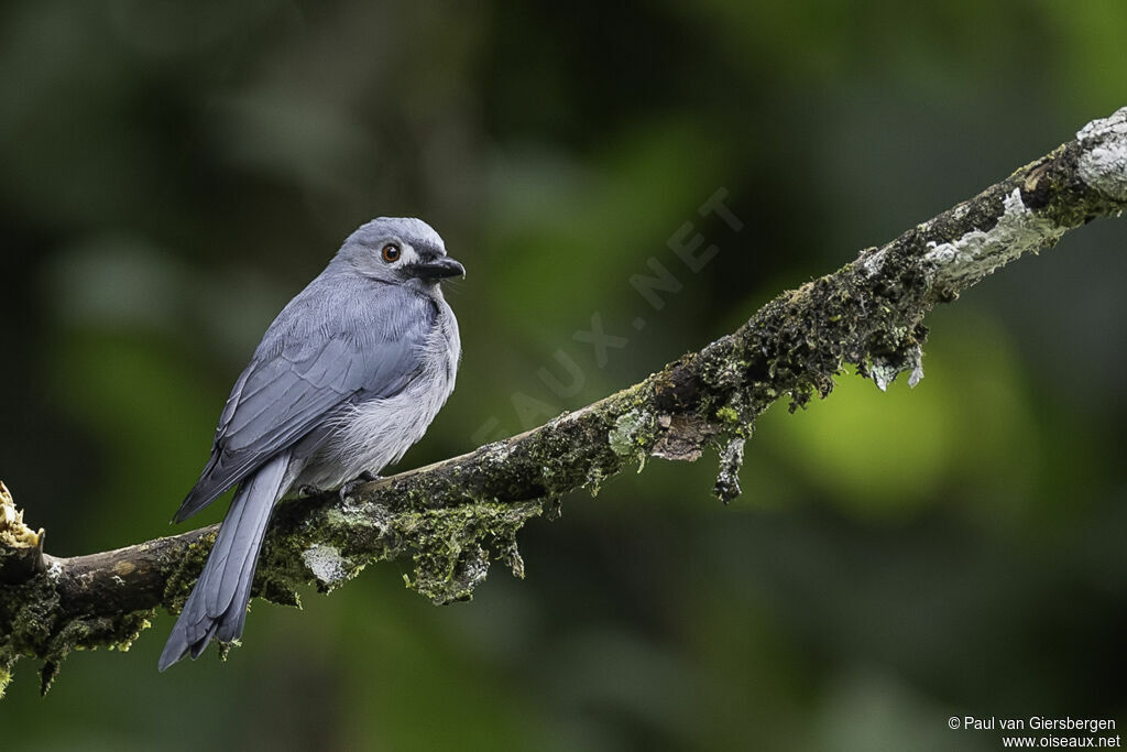 Drongo cendréadulte