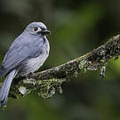 Drongo cendré