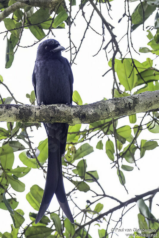 Drongo cendréadulte