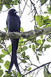 Drongo cendré