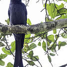 Drongo cendré