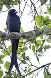 Drongo cendré