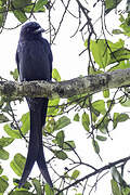 Ashy Drongo