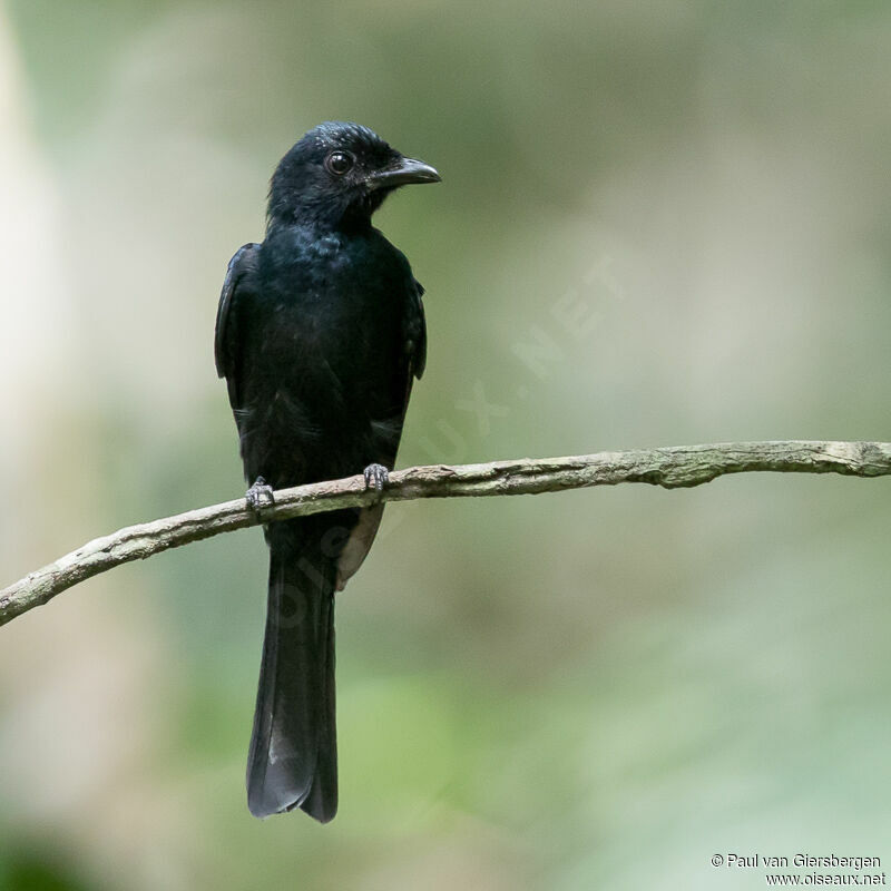 Drongo de forêtadulte