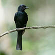 Drongo de forêt