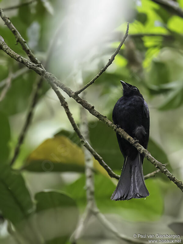 Drongo de forêtadulte