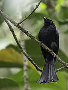 Shining Drongo