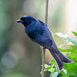 Drongo de la Grande Comore