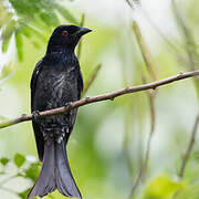 Wallacean Drongo