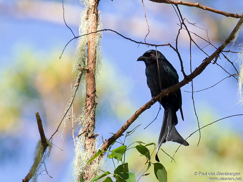 Wallacean Drongo