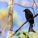 Drongo de la Sonde