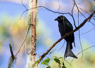 Drongo de la Sonde