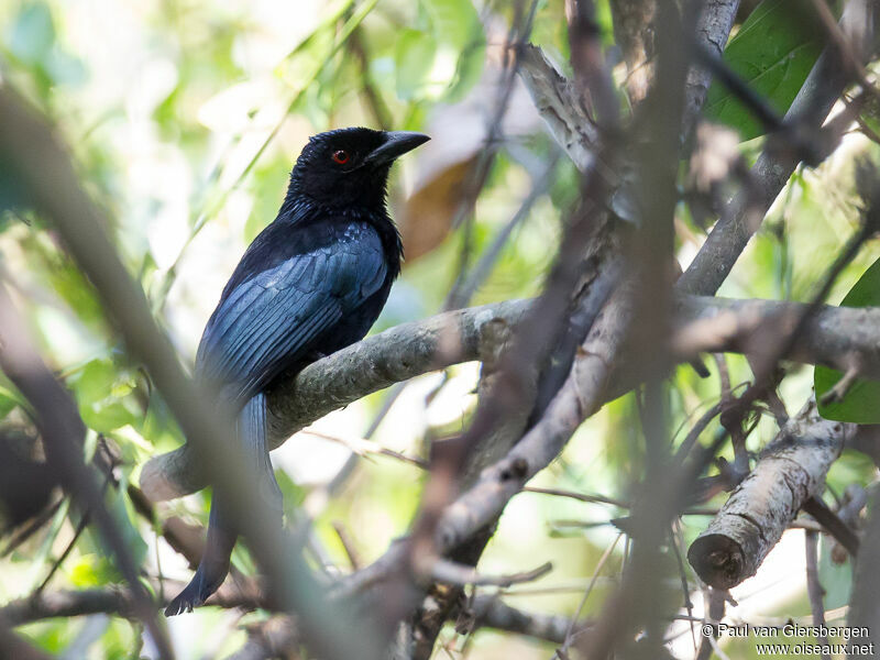 Drongo de la Sonde