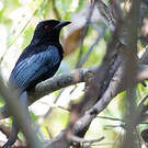 Drongo de la Sonde