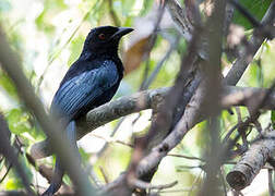 Wallacean Drongo