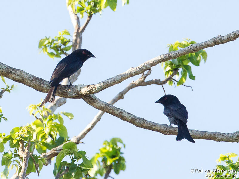 Common Square-tailed Drongo