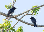 Drongo de Ludwig