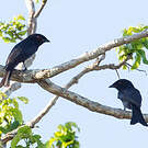 Drongo de Ludwig