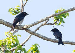 Square-tailed Drongo