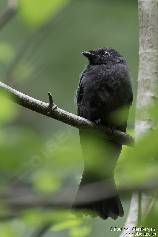 Square-tailed Drongoadult