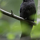 Drongo de Ludwig