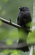 Square-tailed Drongo