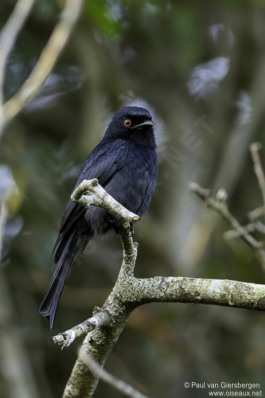 Common Square-tailed Drongoadult