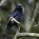 Drongo de Ludwig