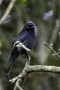 Square-tailed Drongo