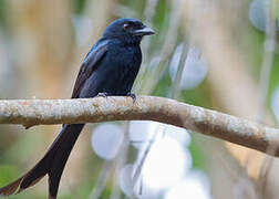 Mayotte Drongo