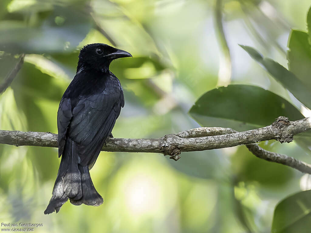 Drongo de Palawanadulte