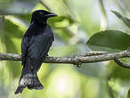 Drongo de Palawan