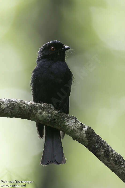 Drongo de Sharpeadulte, portrait