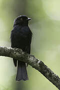 Sharpe's Drongo