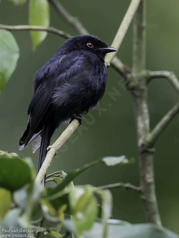 Drongo de Sharpeadulte, identification