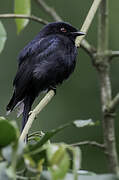 Sharpe's Drongo